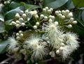 Syzygium forte
